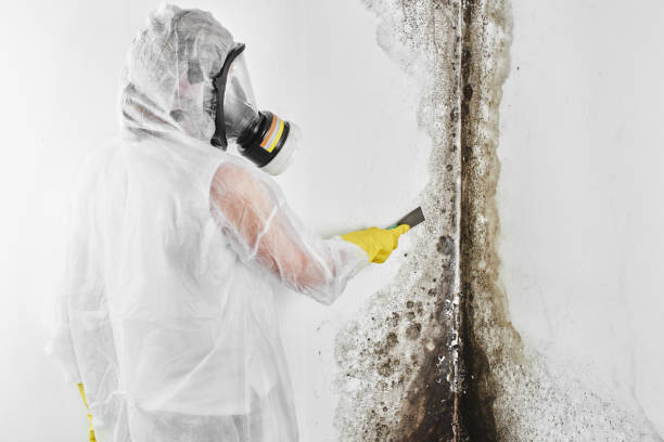 Best Fast Mold Removal  in Marietta, OK