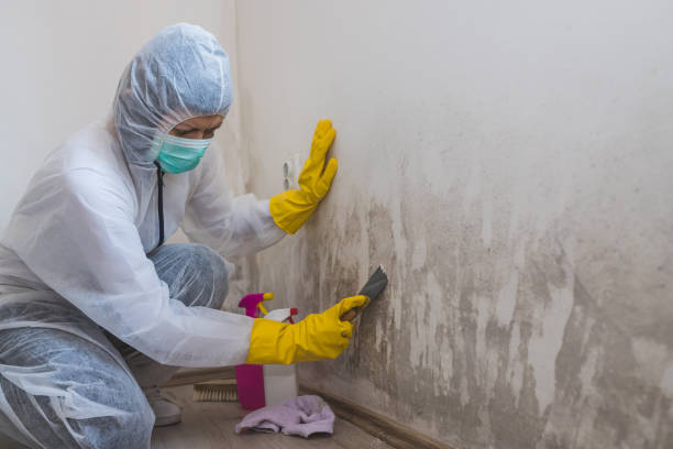 Best Home Mold Removal  in Marietta, OK