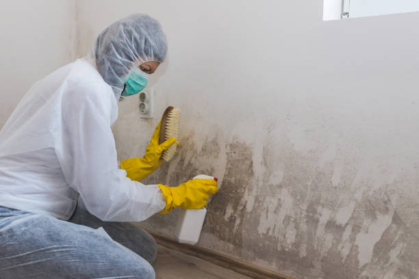 Best Same-Day Mold Removal  in Marietta, OK