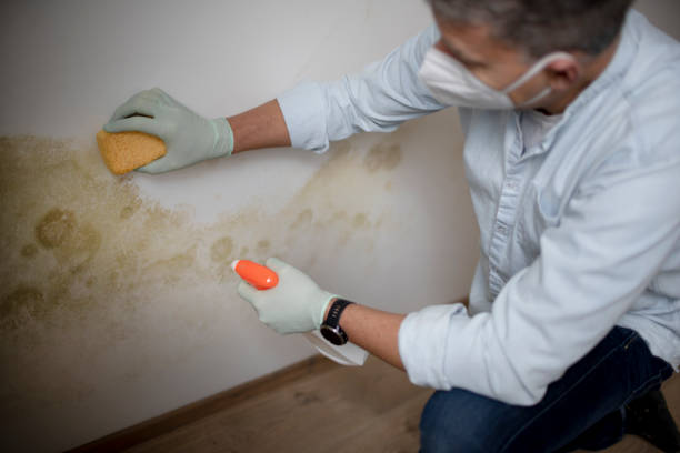 Best Black Mold Removal  in Marietta, OK