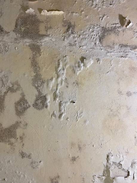 Best Attic Mold Removal  in Marietta, OK