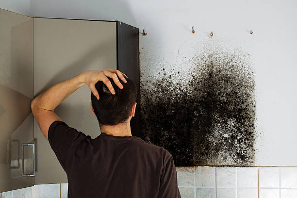 Office Mold Removal Services in Marietta, OK